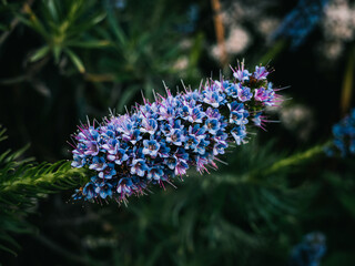 Sticker - Spring flowers in the garden