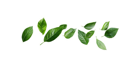 Wall Mural - Assorted green leaves isolated on a transparent background