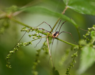 Venomous spider closeup