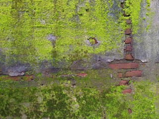 Weathered concrete wall with exposed brick and moss. Urban decay and grunge concept