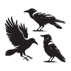 Wall Mural - Set of crow silhouette vector on a white background