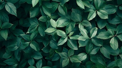 Wall Mural - Green Leaves Texture