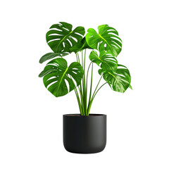 Wall Mural - Monstera plant in a modern black pot on a black background