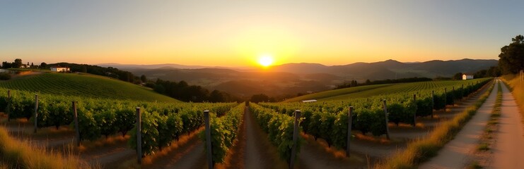 Wall Mural - 360 degree Mediterranean Vineyard at Sunset countryside during golden hour, and a rustic farmhouse in the background, HDRI spherical panorama.