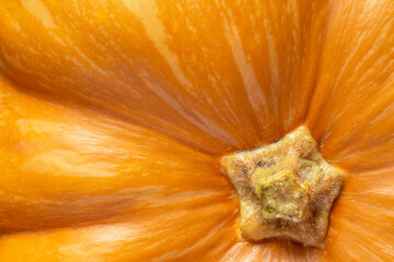 Wall Mural - atural orange background: close up of top of pumpkin with dry stem