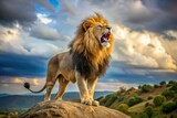 male lion roar on rock cliff in morning