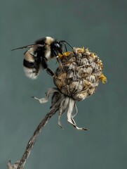 Wall Mural - A bumblebee with black and white stripes gathers nectar from a dried flower.