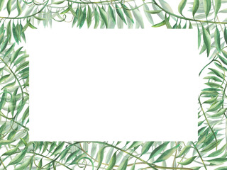 Mouse pea flowerless banner. Wildflower climbing plan green twig frame. Watercolour illustration. Meadow herbs, grass. Realistic hand drawn template for greeting card, label isolated from background