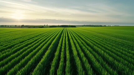 A serene landscape of green fields stretching towards the horizon under the soft glow of the sunset, ideal for nature themes.