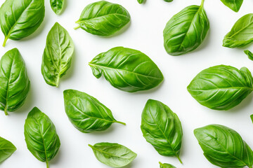 A pattern of basil leaves on a white background, flat lay. Top view with copy space, minimalistic.
