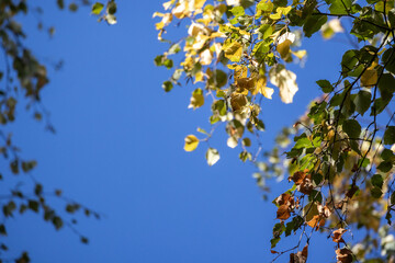 Wall Mural - autumn background photo with yellow and green birch tree leaves