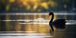 © DEER FLUFFY - black swan float in water river lake and reflection water ripple.