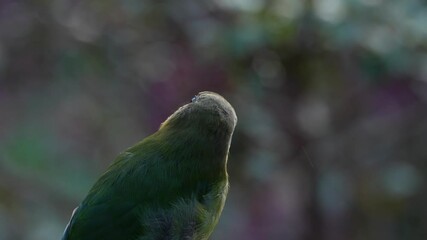 Wall Mural - bird portrait. blue-throated toucanet, aulacorhynchus prasinus, green toucan bird in the nature habi