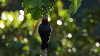 Wall Mural - Acorn Woodpecker, Melanerpes formicivorus. Birdwatching in America. Woodpecker from Costa Rica mountain forest. Beautiful bird sitting on the green mossy branch in habitat, Costa Rica. 