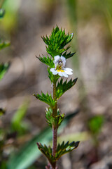 Wall Mural - Tiny wild eyebright or eyewort - Euphrasia rostkoviana - flowers growing on summer meadow, closeup macro detail