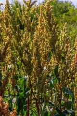 Wall Mural - Part of a sorrel bush Rumex confertus growing in the wild with dry seeds on the stem