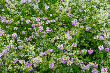 Wall Mural - the flowers of Securigera varia - crownvetch, purple crown vetch