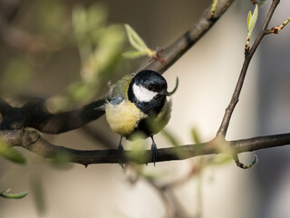 Poster - A great tit sitting on a twig