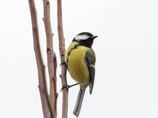 Poster - A great tit sitting on a tree