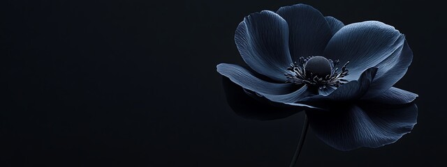 A Single Blue Anemone Flower Against a Dark Background