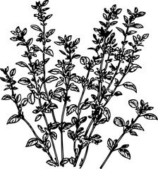  Ink Illustration of Fresh Basil Herb Sprigs