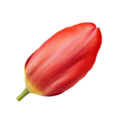 Wall Mural - Single red tulip flower on a black background