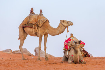 Camels with saddle in Jordan desert