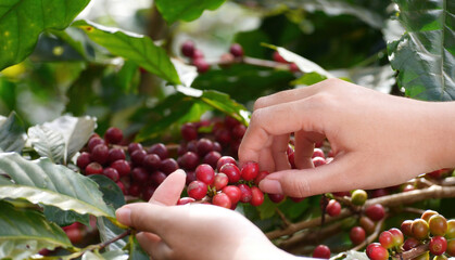 Close up hands harvest red seed in basket robusta arabica plant farm. Coffee plant farm woman Hands harvest raw coffee beans. Ripe Red berries plant fresh seed coffee tree growth in green eco farm