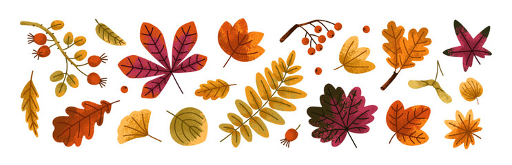 Poster - Fall leaf set. Autumn leaves, branches, rowan berries, foliage. Forest decorations. Natural design elements bundle. Botanical floral collection. Flat vector illustration isolated on white background