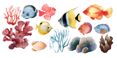 Poster - Group of coral reef fish, isolated on plain white