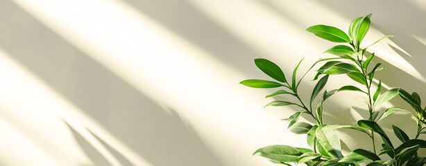 Sticker - Tranquil Green Plant Background with Soft Light and Clean Space for Design Concepts