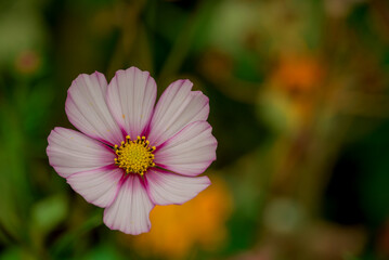 Beautiful flowers growing in the autumn garden