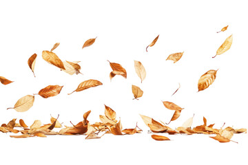 Wall Mural - A collection of dry, brown leaves falling and lying on a black background.