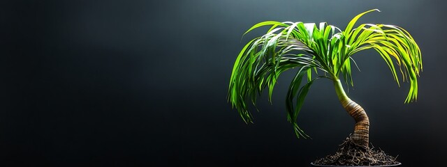 Wall Mural - A Single Palm Tree with Green Fronds against a Dark Background