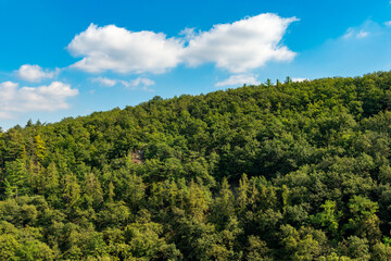 lush green forest with a clear blue sky in the background