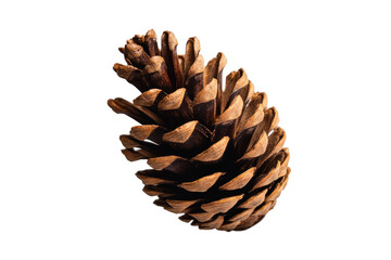 A detailed close-up of a single brown pine cone isolated on a black background.