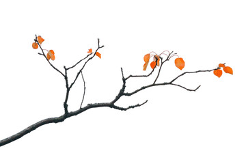 Wall Mural - a single branch with a few orange leaves against a black background, showcasing the beauty of autumn