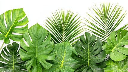 Wall Mural - Tropical Leaves Border   Monstera  Palm  White Background