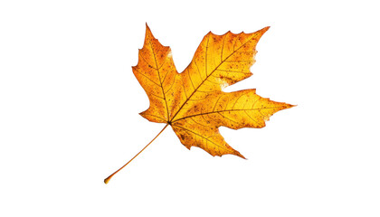 Wall Mural - a vibrant, yellow, single maple leaf, dried and isolated against a black background.
