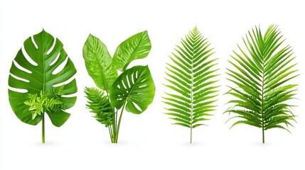 Canvas Print - Green Tropical Leaves Collection   Monstera  Fern  Palm Isolated on White Background