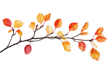 Wall Mural - a close-up of a branch with red and yellow autumn leaves against a black background.