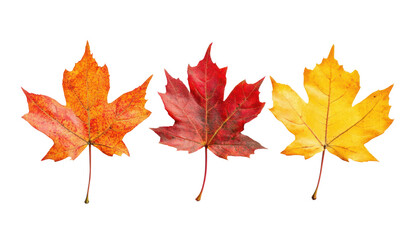 a close-up of three maple leaves with varying autumn colors isolated on a black background.