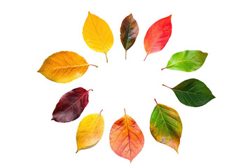 Wall Mural - a collection of autumn leaves in various colors arranged in a circle against a black background.