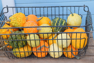 Decorative pumpkins are sold at the local market. Pumpkins with rural decor on haystack. Autumn various vegetable. Halloween symbols.