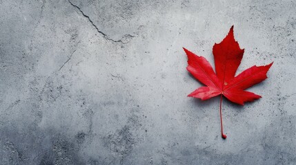 Poster - Autumn Vibrance: A Solitary Maple Leaf on Weathered Concrete