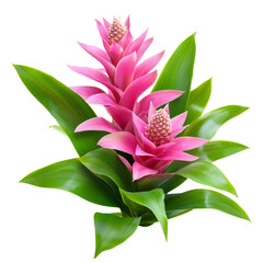 Wall Mural - Vibrant pink tropical flower with lush green leaves