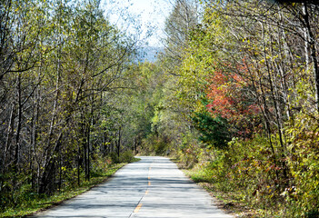 Wall Mural - Curved road with trees and grass on roadside