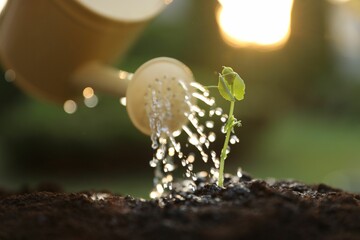 Canvas Print - Watering young seedling with can outdoors, closeup