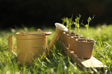 Wall Mural - Potted seedlings and watering can on green grass outdoors