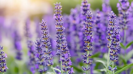 Sticker - Blooming Lavender Flowers in a Field with Soft Background